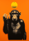 Šimpanz házící koulí