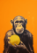Šimpanz držící kouli